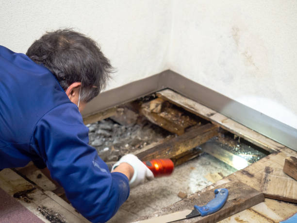 Best Toxic Mold Removal  in Hawarden, IA