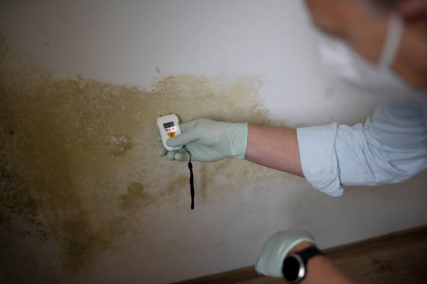 Best Commercial Mold Removal  in Hawarden, IA