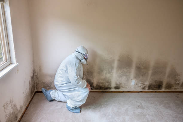 Best Residential Mold Removal  in Hawarden, IA