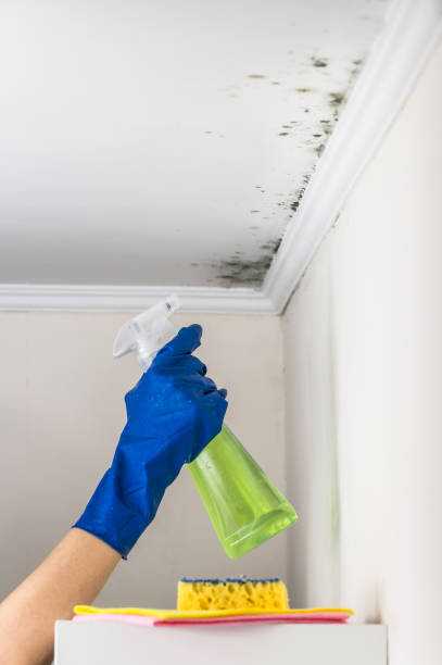 Mold Testing and Removal in Hawarden, IA